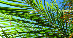 Palm sunday is the sunday before easter that begins the holy week. What Is Palm Sunday It S Meaning And Importance Of Celebration