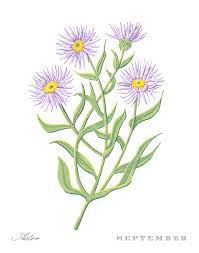 Discover (and save!) your own pins on pinterest Aster September Birth Month Flower Botanical Print On White Art By Jen Montgomery Painting By Jen Montgomery