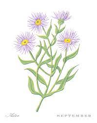 Discover (and save!) your own pins on pinterest Aster September Birth Month Flower Botanical Print On White Art By Jen Montgomery Painting By Jen Montgomery