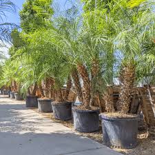 Image result for Pearsonia cajanifolia