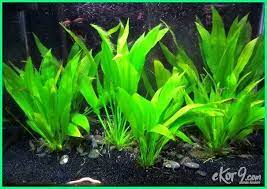 Dibawah ini adalah beberapa jenis tanaman air yang dapat anda pilih tanaman ini sangat mudah beradaptasi serta mempunyai kemampuan untuk bertahan di berbagai kondisi air. 10 Macam Dan Jenis Tanaman Hias Untuk Aquarium Air Tawar Ekor9 Com Ekor9 Com