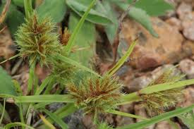 Image result for Cyperus squarrosus