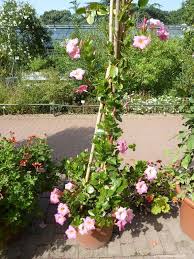 Image result for dipladenie hybrida rio obrázek