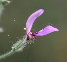 Image result for Brillantaisia pubescens