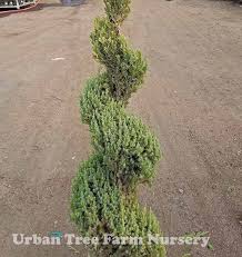 Image result for spiral cut juniper trees
