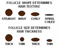 Does it mean you should make good friends with a flat iron? What Makes Hair Curly Quora