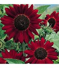 Image result for Scabiosa drakensbergensis