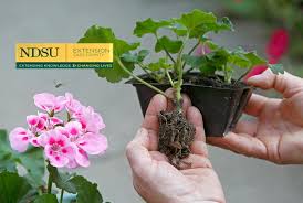 Image result for cuttings of geraniums