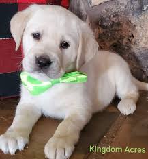 Akc apricot standard poodle puppies $1 (mesa, az). Puppy Gallery Lab Puppies Southern California