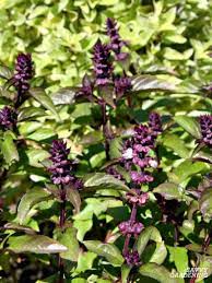 As annuals, basil plants will flower and die eventually, even indoors. Types Of Basil To Grow In Your Garden And Containers