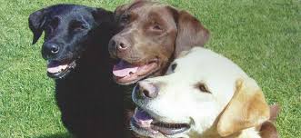 Our volunteers work to rescue over we rescue large dogs and mixed breed dogs often with past medical trauma from high kill shelters. Home The Labrador Rescue Trust