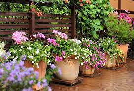 La plupart des plantes aiment le soleil, les vivaces également. Plantes En Pot Special Secheresse Gamm Vert