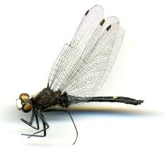 Image result for Libellulidae