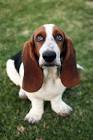 The 10 Best Dogs for Kids and Families | PetMD