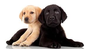 What's the optimal schedule for your new pup? 10 Week Old Puppy Thrills Spills And Problem Solving