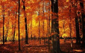 3840 x 2160 jpeg 1322 кб. Autumn Aesthetic Wallpapers Wallpaper Cave