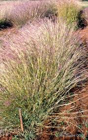 Image result for Dichanthium