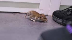 We have caught a couple of mice, and suspect there may be more. What To Do If You Find Critters Living In Your Home The Weather Channel Articles From The Weather Channel Weather Com