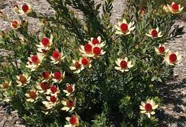 San Marcos Growers Products Plants Another Image Plant Pictures Plants African Plants