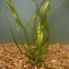 Image result for Vallisneria spiralis