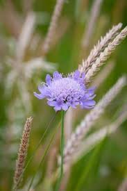 Field Scabious Knautia Arvensis Beautiful British Wild Flowers Wild Flowers Beautiful Flowers