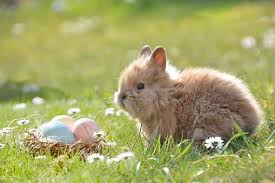Die rätsel zu ostern jetzt gratis downloaden und in der grundschule oder zu hause verwenden. 10 000 Kostenlose Schone Lustige Osterbilder Pixabay