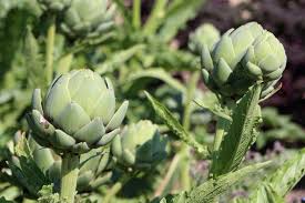 Whether you have eaten artichokes for years or this is your first time trying an artichoke, we will provide you with all you need to know about this remarkable vegetable. Artichoke Growing Planting Care Harvest Varieties And Diseases