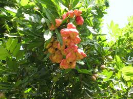 Image result for Blighia