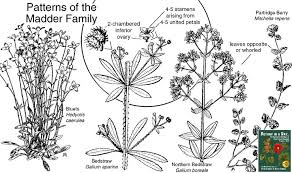 Image result for Rubiaceae