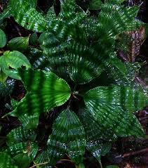 Image result for Congolanthus