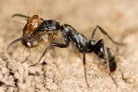 As formigas são insetos pertencentes à família formicidae da ordem hymenoptera. Formigas Paramedicas Evacuam Guerreiras Feridas Mostra Estudo Exame