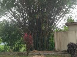 They were a very poor family in their village. Mungkin Anda Sukar Percaya Batu Belah Batu Bertangkup Sebenarnya Wujud Lifestyle Rojak Daily