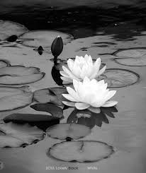 Black And White Lily Pad Pin De Bw In Light Em Roses Flowers Greens Forest In Black And White Lirio De Agua Plantas Aquaticas Belas Flores