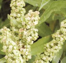 Image result for Rumex crispus