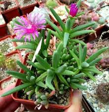 Image result for Delosperma tradescantioides