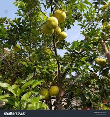 Image result for Citrus maxima