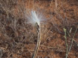 Image result for Cynanchum viminale