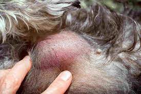 There are 3 different types of sunburns that dogs can get. How To Treat Skin Cancer In Dogs