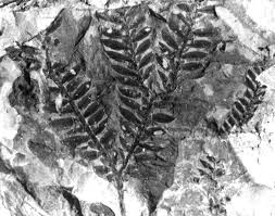 Image result for Selaginella cathedrifolia