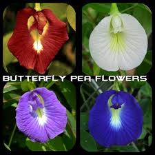 Pin On Flower Gardening