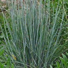 Image result for Satyrium compactum