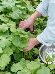Image result for Malva verticillata