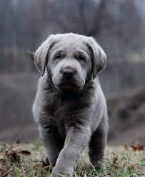 Silver Labrador Retrievers For Sale Silver Lab Puppies Charcoal Labs Silver Lab Puppies Silver Labs N Stuff Lab Puppies Labrador Retriever Silver Lab Puppies