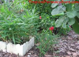 I choose smaller pot to start the ginger root and move the plant to a bigger pot when the ginger grows. How To Grow Ginger Growing Ginger Root Is Not That Hard