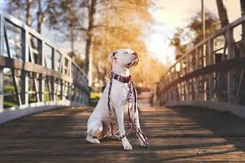 Get To Know The White Boxer And What Makes It Special Animalso