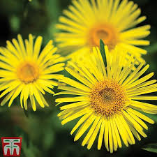 Jual 34 jenis biji bunga matahari (premium quality) spesial dengan harga rp50.000 dari toko online topp seller, kab. Doronicum Caucasicum Little Leo Plants Thompson Morgan