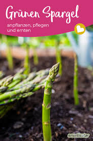Dabei wird er im vergleich zum weissen spargel, dem sogenannten bleichspargel, ganz ohne einen erddamm angebaut. Grunen Spargel Anpflanzen So Einfach Gelingt Der Spargelanbau Im Garten