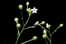 Image result for Samolus