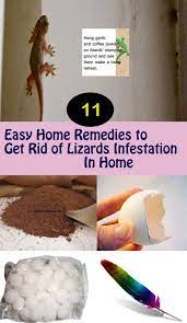 And crawling everywhere in your home? 16 Lizard Repellent Ideas Lizard Get Rid Of Lizards Repellent