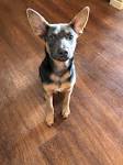 German Shepherd Chihuahua Mix: What Breed Do We Get from ...